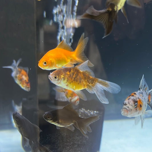 Assorted Fantail Goldfish (Carassius auratus)