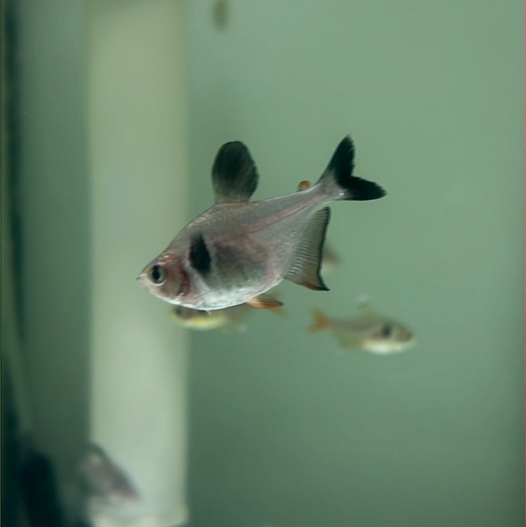 Black Phantom Tetra (Hyphessobrycon megalopterus)