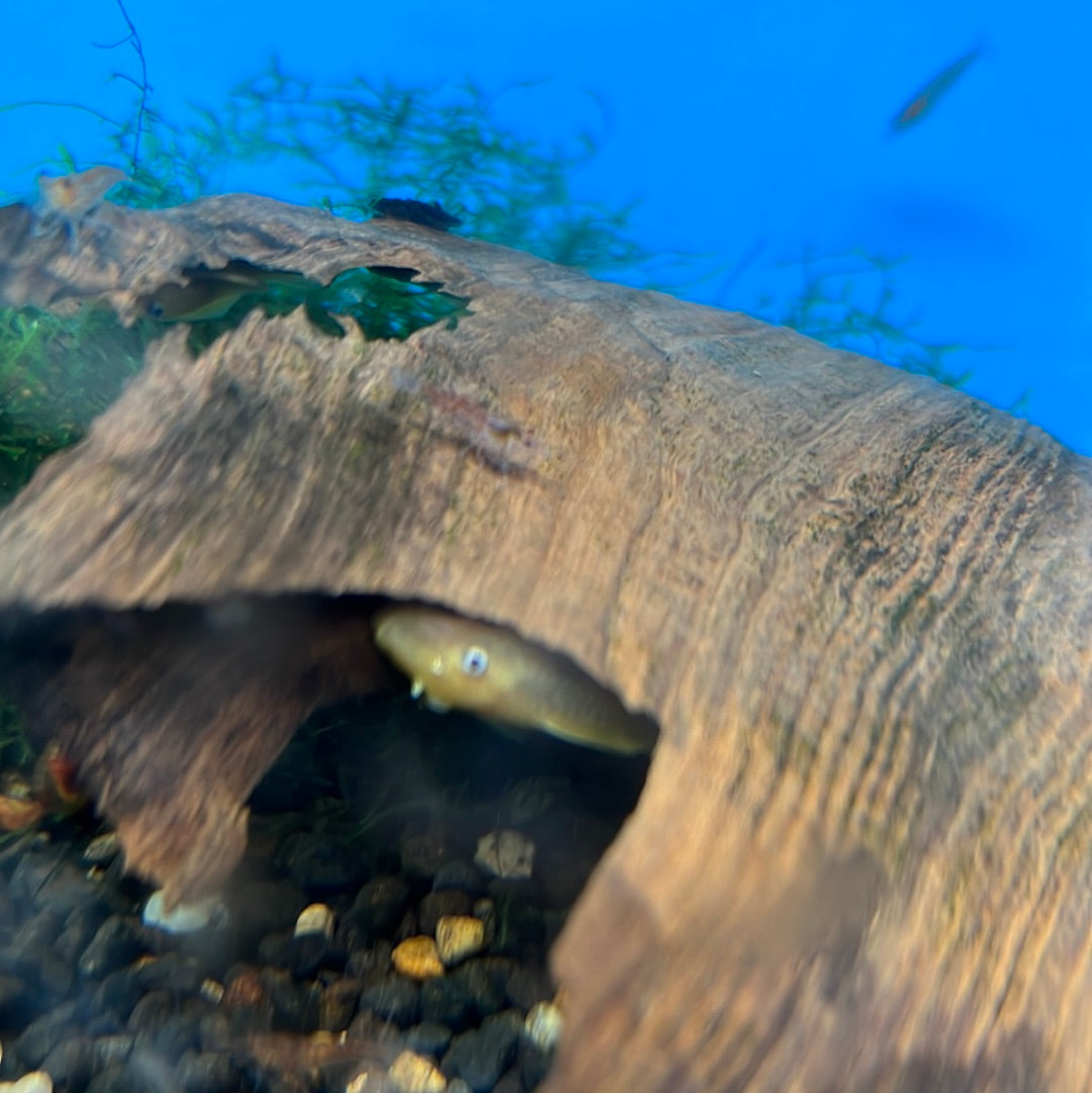 L144 lemon Blue Eye Bristlenose (Ancistrus species)