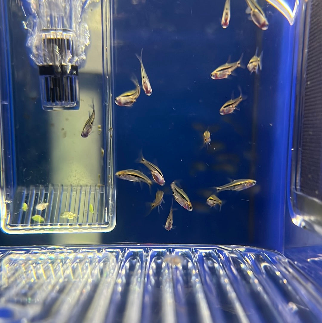 Blue Line Rasbora (Rasbora sarawakensis)