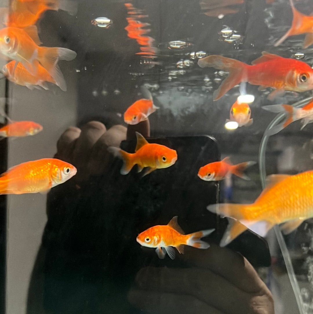 Comet Goldfish (Carassius auratus)