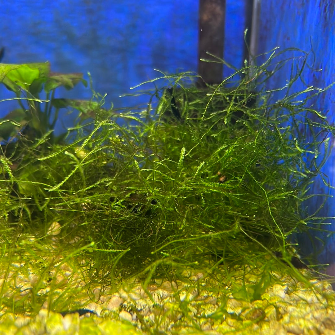 Java Moss