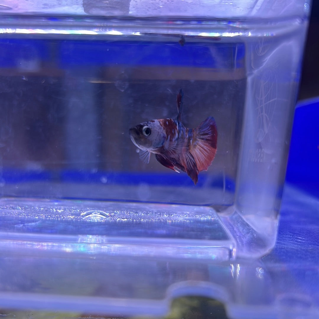 Koi galaxy (Betta splendens)