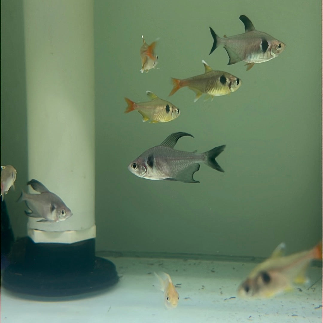 Black Phantom Tetra (Hyphessobrycon megalopterus)