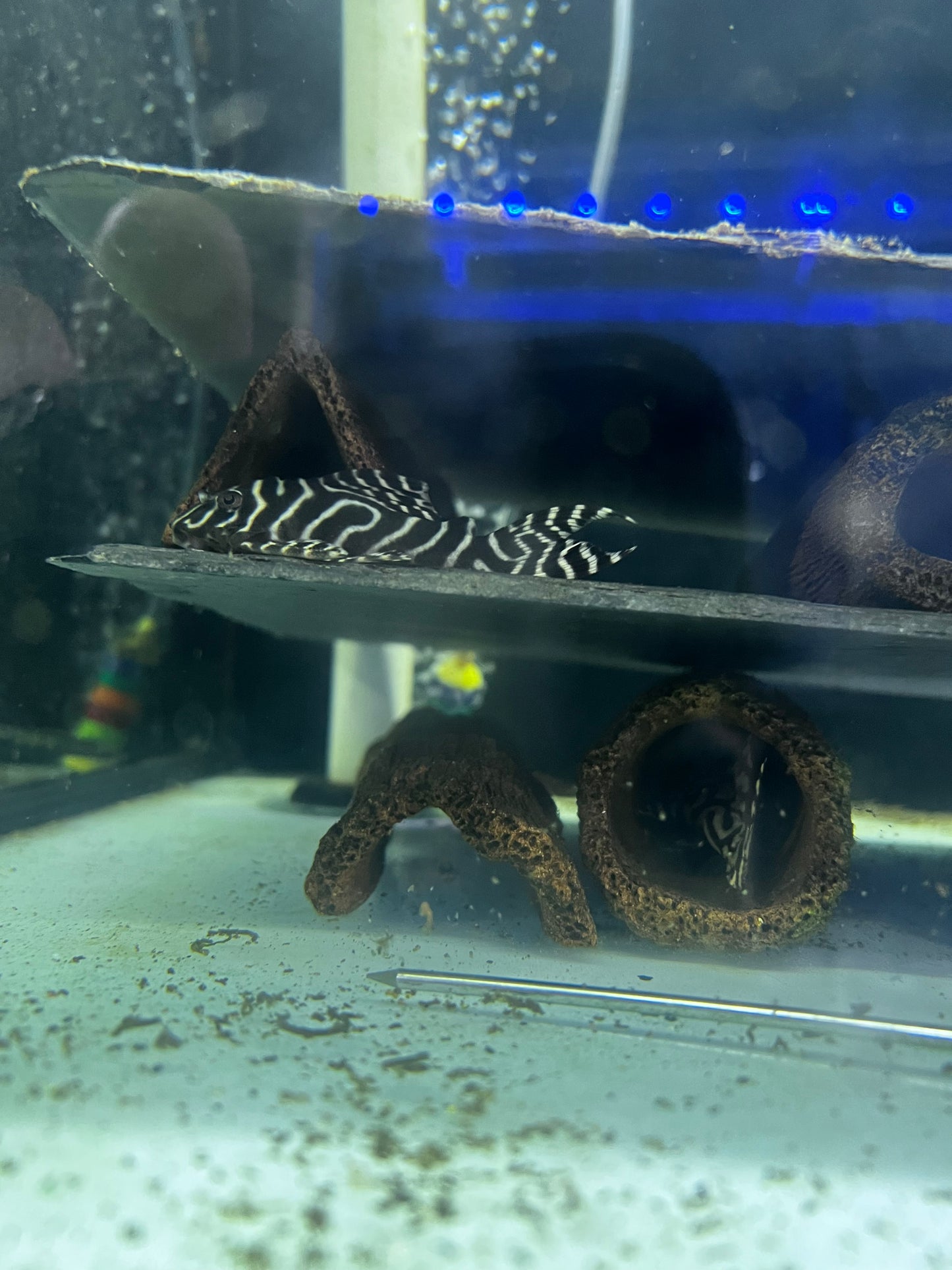 L236 Mega Clown Pleco (Hypancistrus sp.)