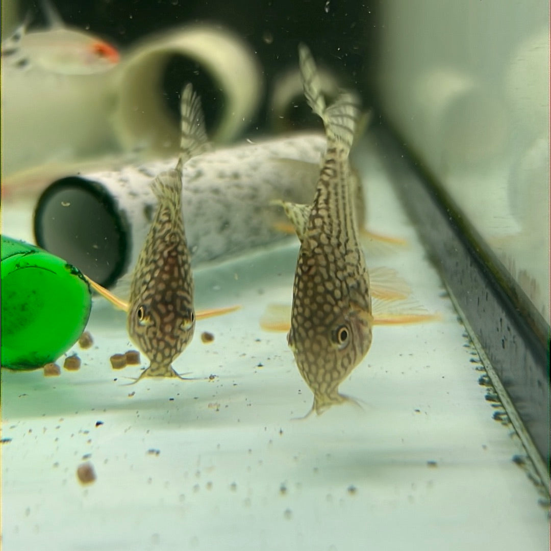 Sterbai Corydoras (Corydoras sterbai)