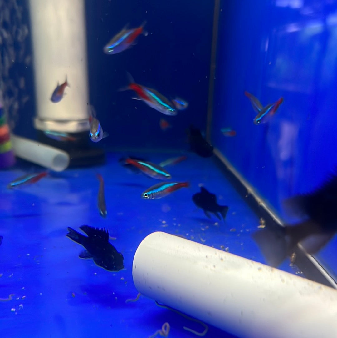 Midnight Black Rams (Mikrogeophagus ramirezi)