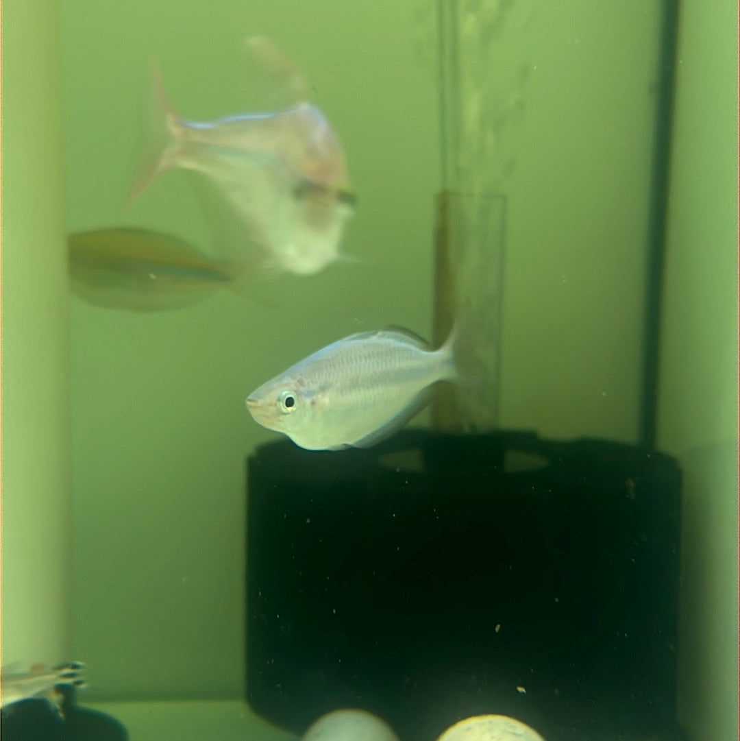Turquoise Rainbow (Melanotaenia lacustris)