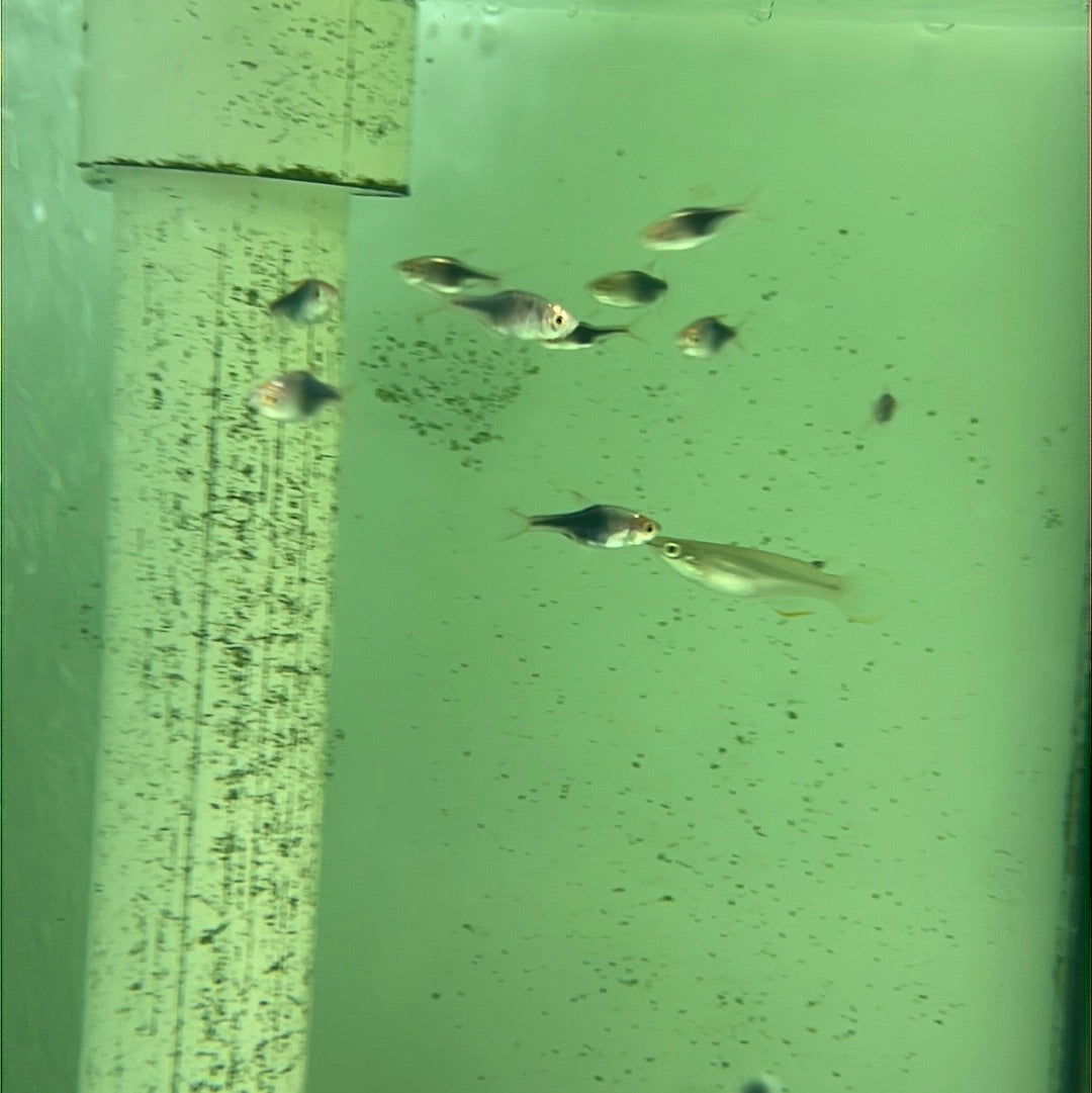 Harlequin Rasbora Purple (Trigonostigma (Rasbora) heteromorpha)