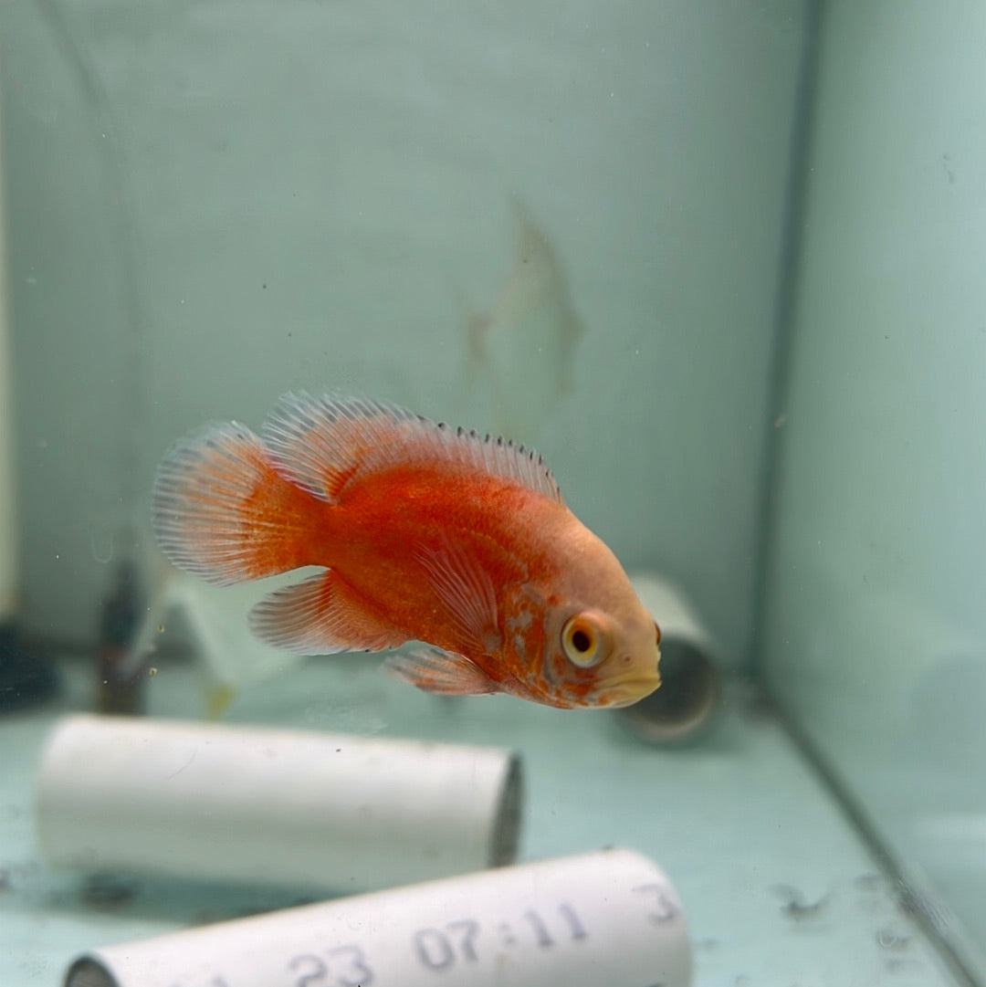 Albino Red Chilli Oscar (Astronotus ocellatus)