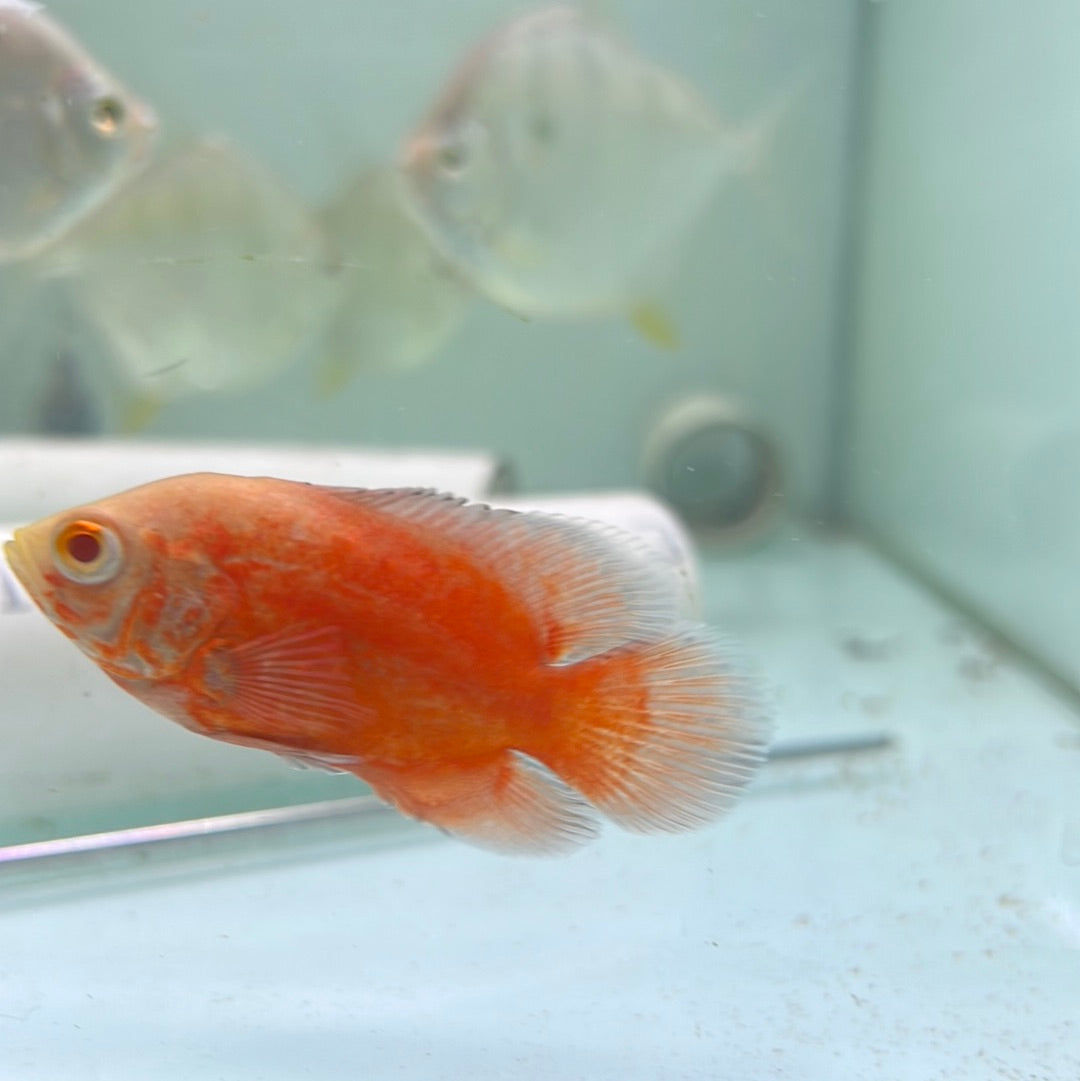 Albino Red Chilli Oscar (Astronotus ocellatus)