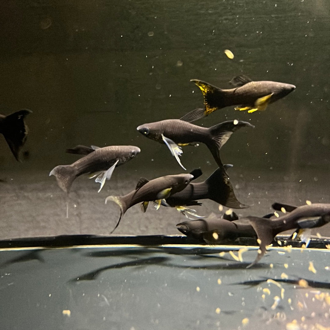Mini Mollys Black Lyretail (Poecilia sphenops)