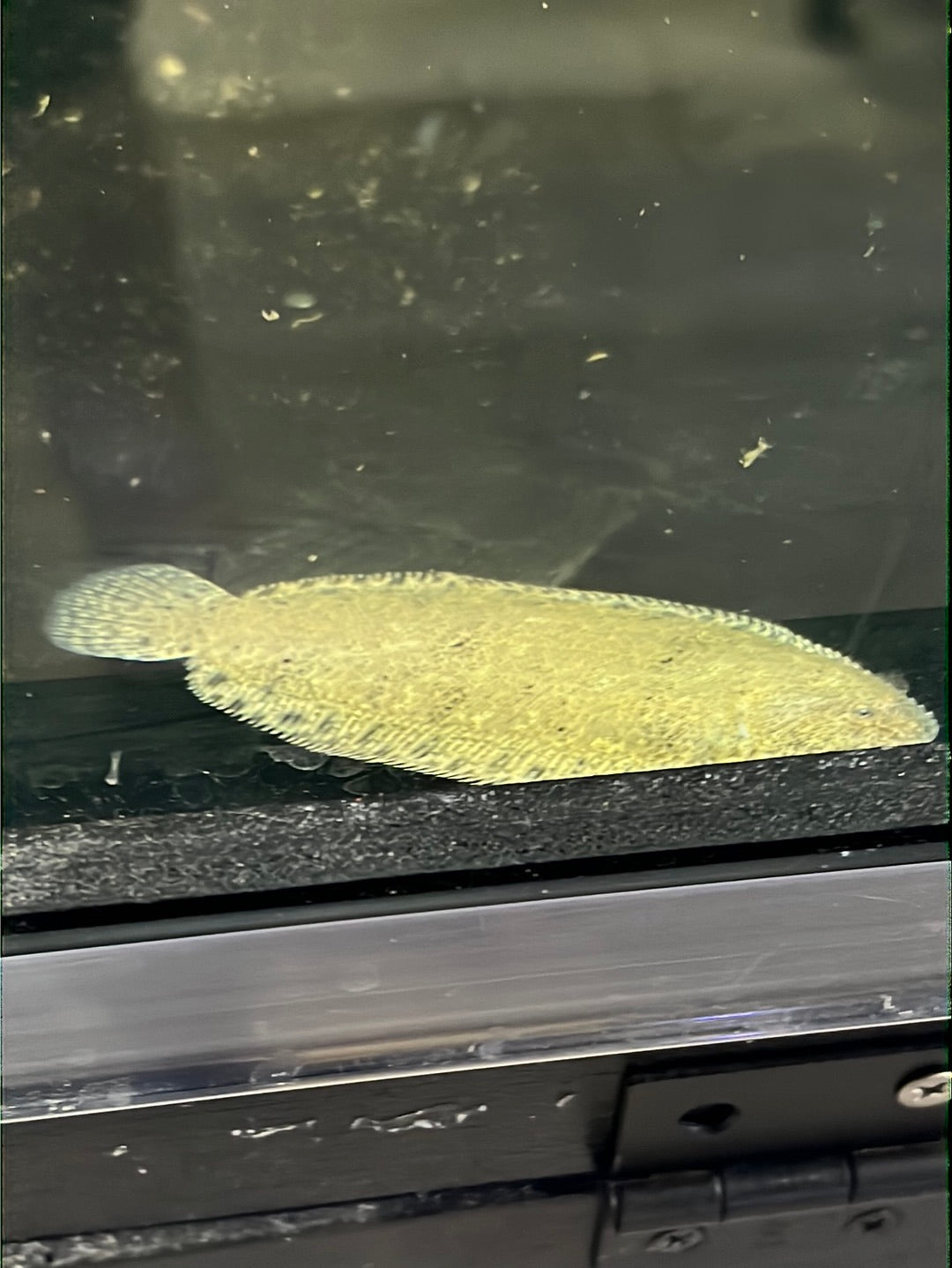 Darwin Freshwater Sole