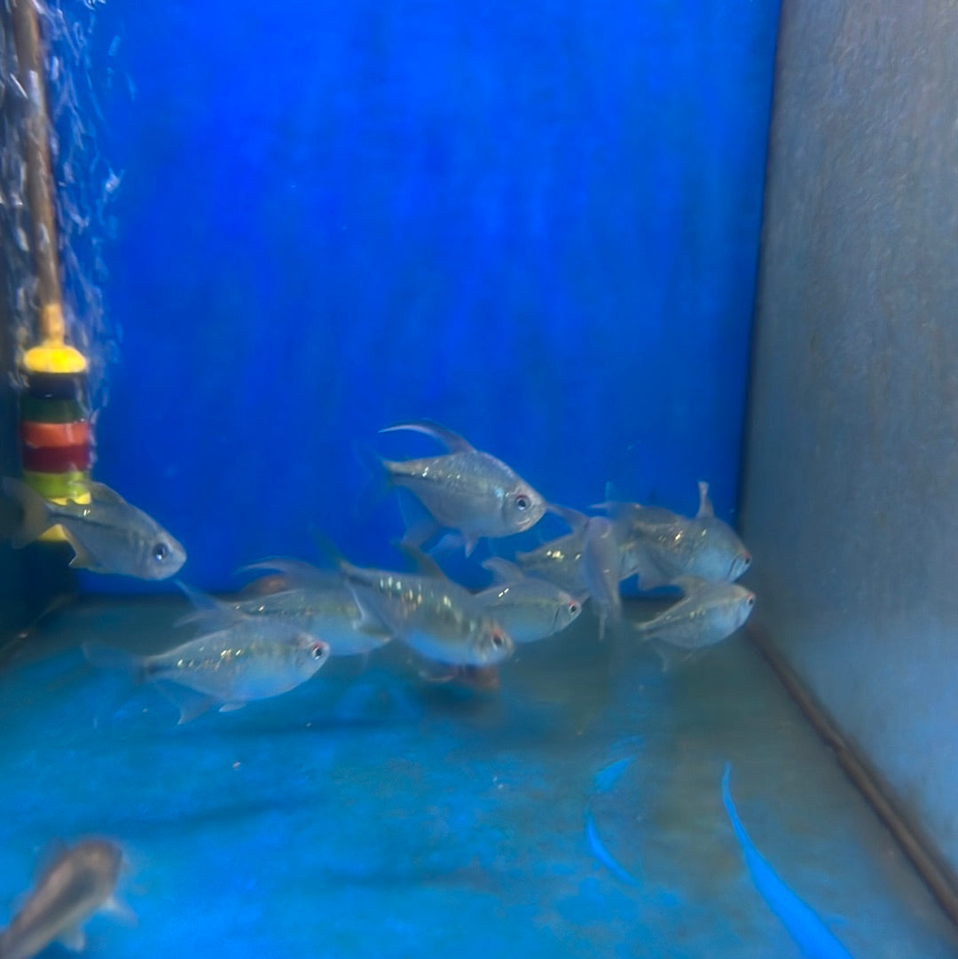 Diamond Tetra (Moenkhausia pitteri)