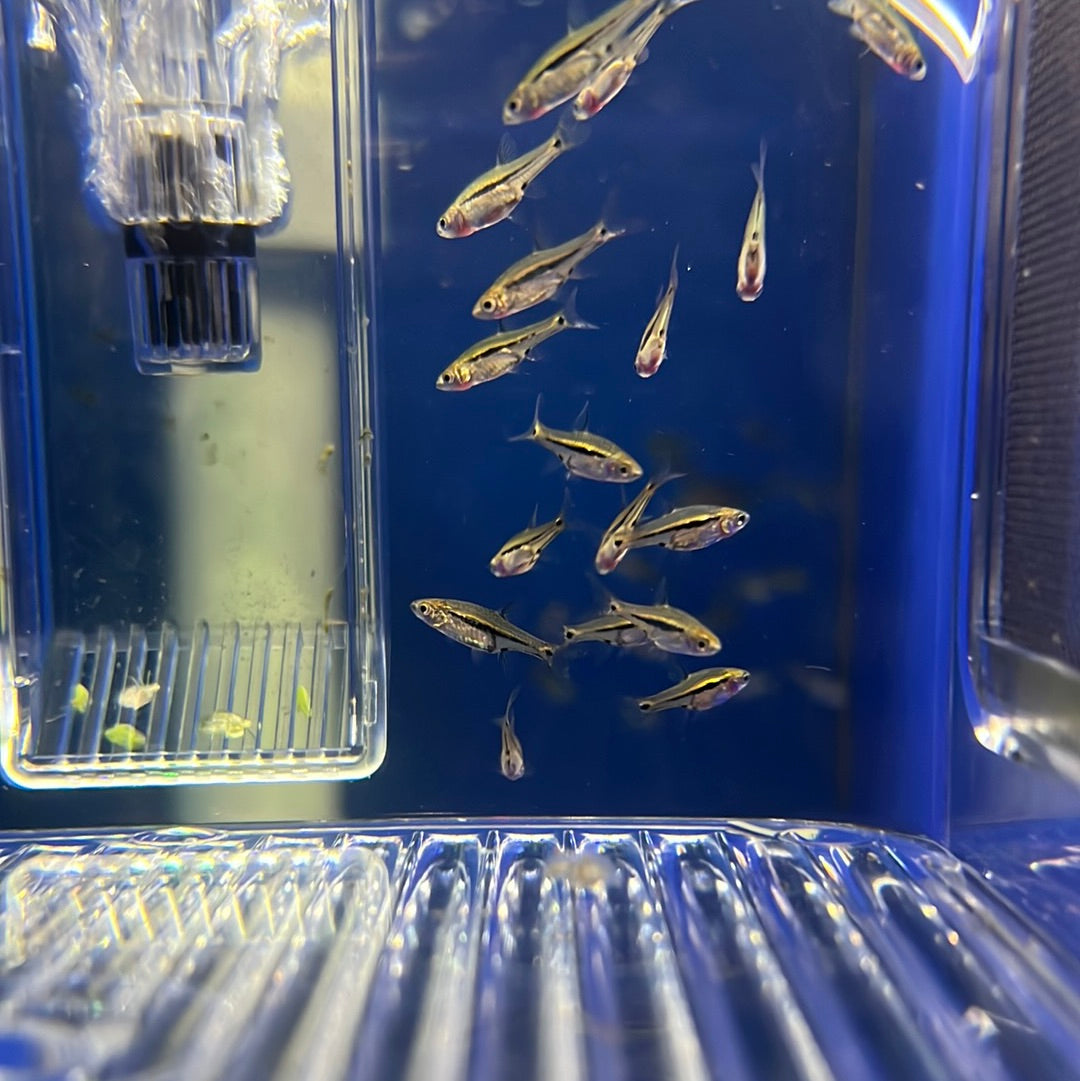 Blue Line Rasbora (Rasbora sarawakensis)