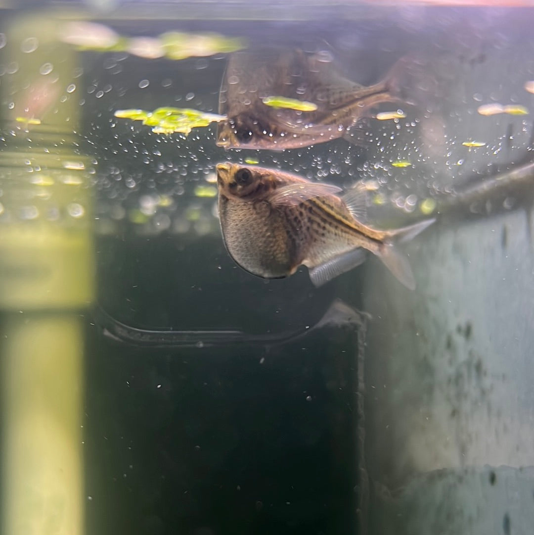 Giant Silver Hatchet Fish (Thoracocharax stellata)