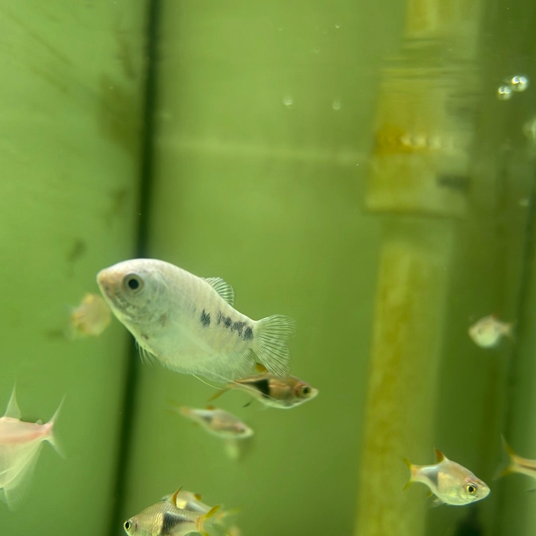 Blue Gourami (Trichogaster trichopterus)