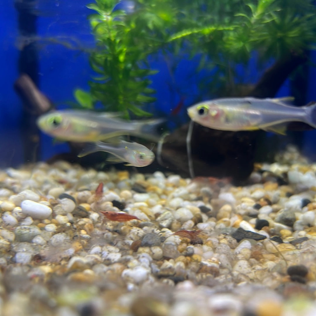 Celebes Rainbow (Marosatherina ladigesi)