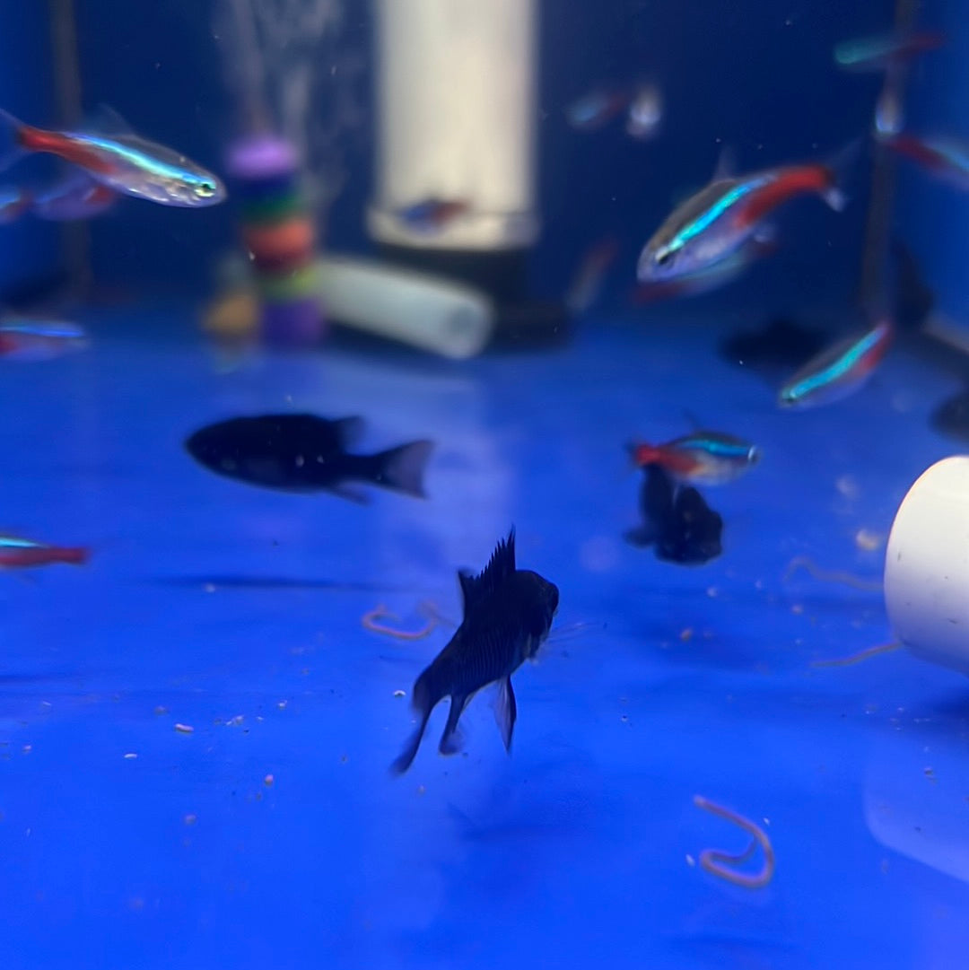 Midnight Black Rams (Mikrogeophagus ramirezi)
