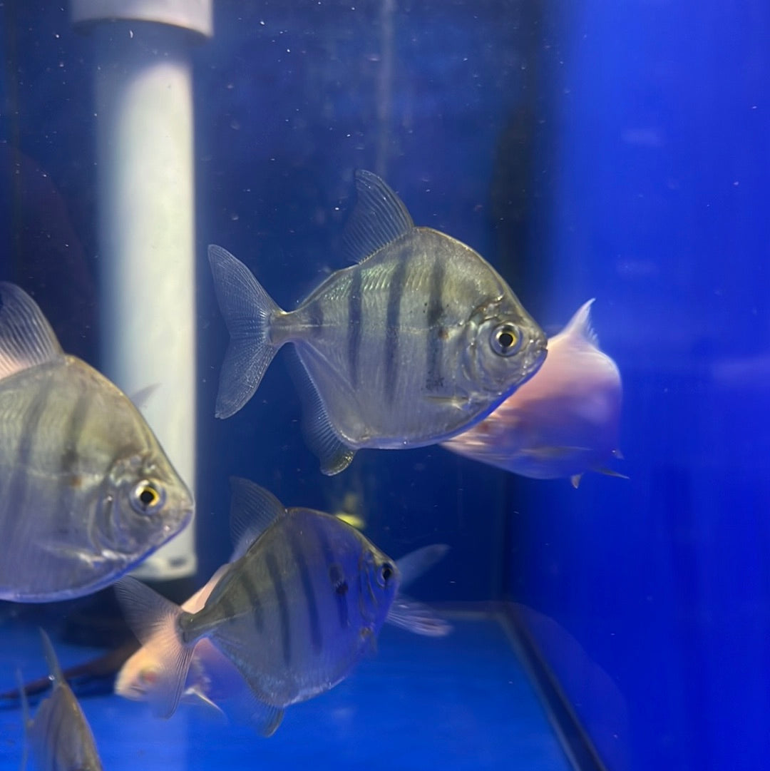 Silver Dollar Striped Rio Capim (Metynnis fasciatus)