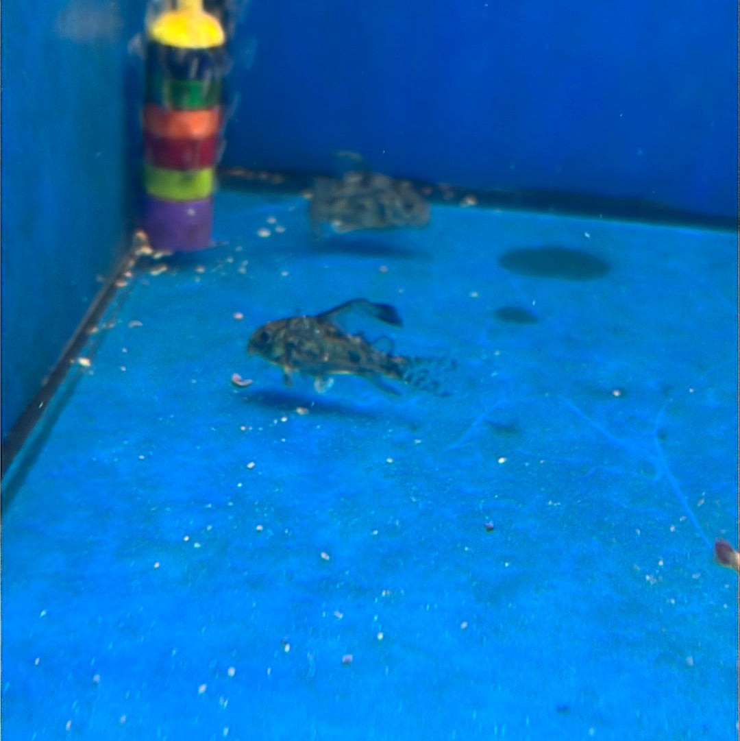 Peppered Long Fin Corydoras (Corydoras paleatus "Longfin")