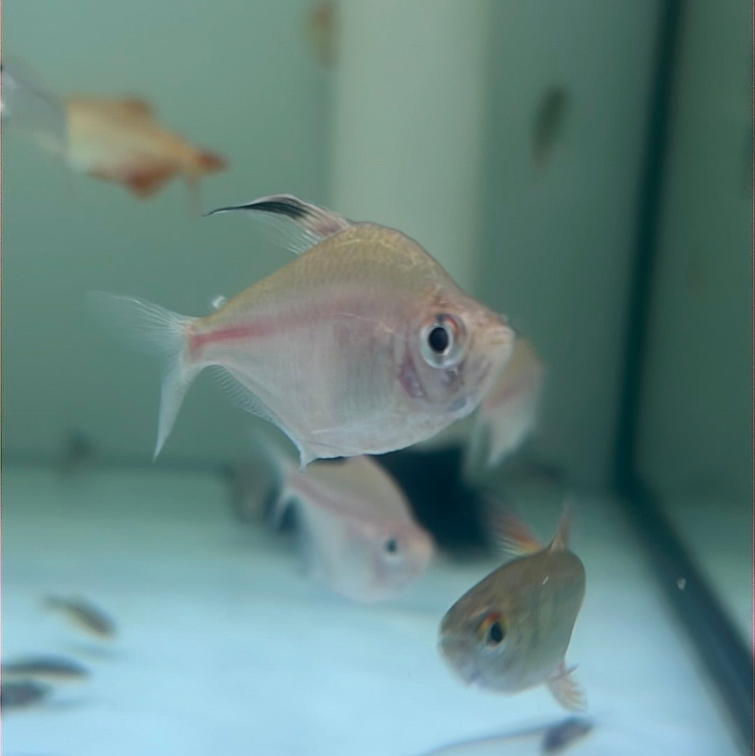 Bleeding Heart Tetra