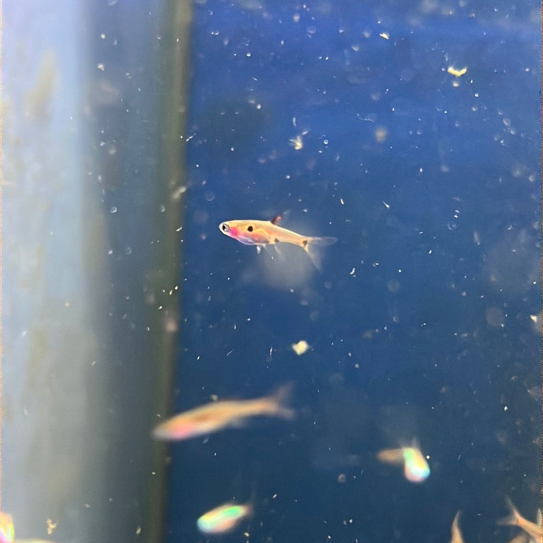 Maculata Rasbora (Boraras (Rasbora) maculatus)