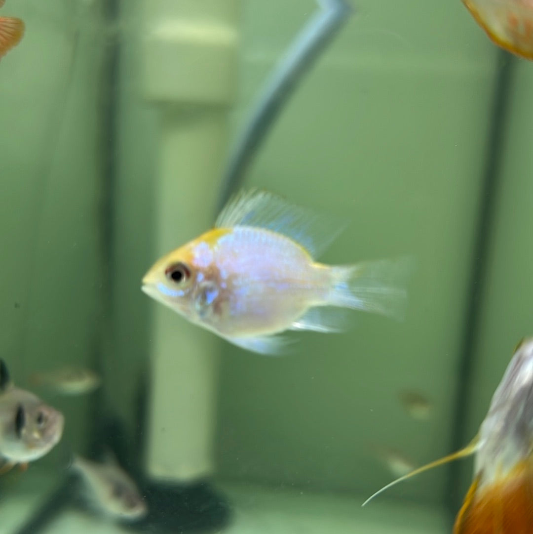 Gold Head Electric Blue Rams (Mikrogeophagus ramirezi)