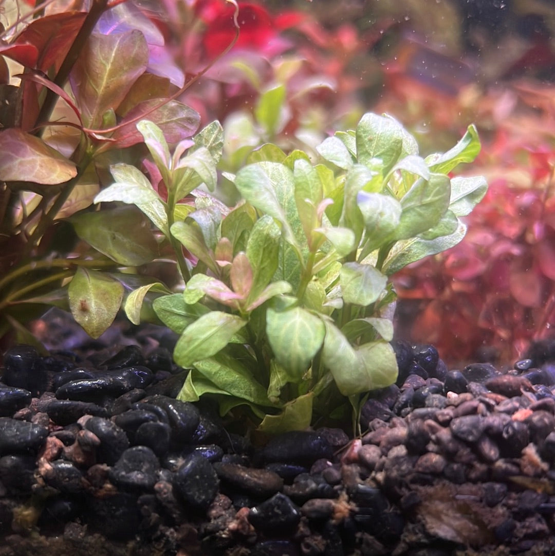 Hygrophila polysperma Rosanervig P018