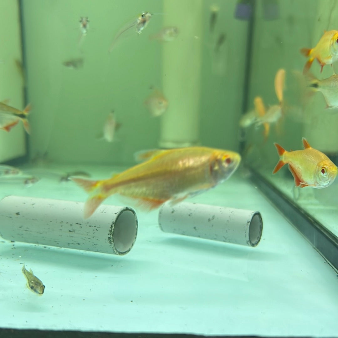 Gold Buenos Aires Tetra (Hemigramus caudovittatus)