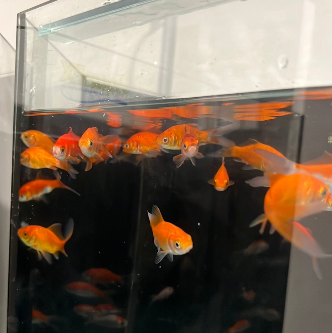 Comet Goldfish (Carassius auratus)