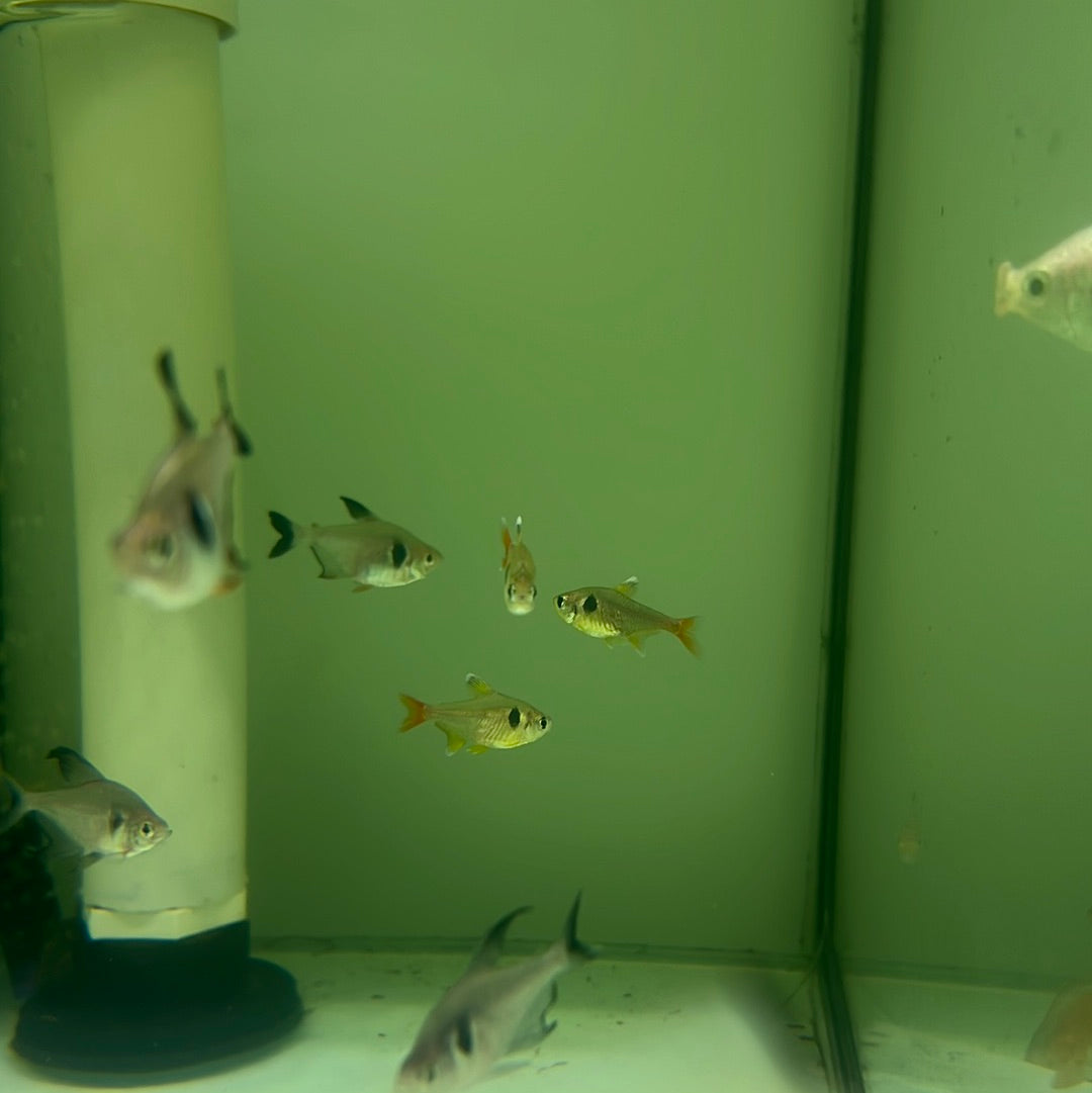 Yellow Phantom Tetra (Hyphessobrycon roseus)