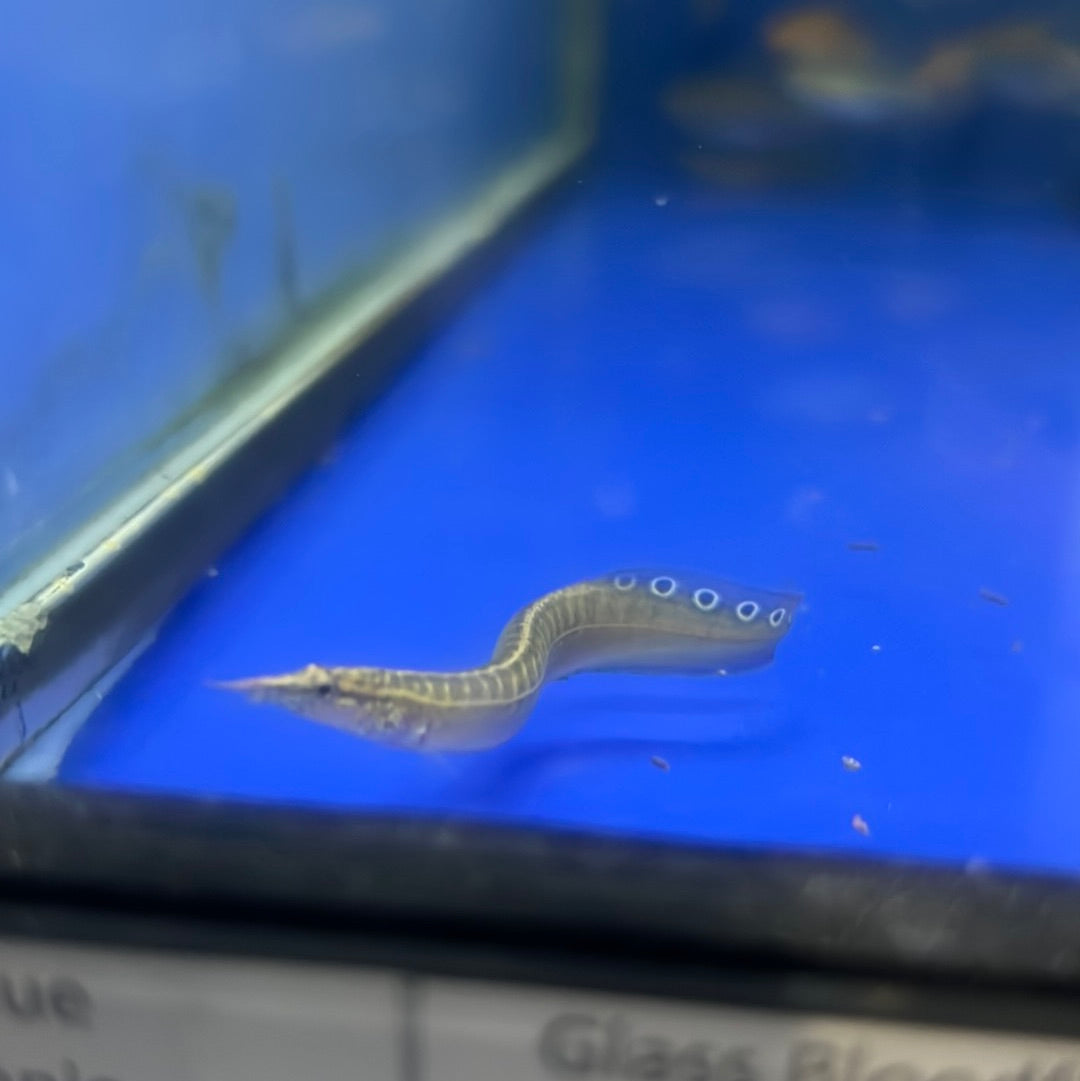 Spiney EEL (Macrognathus aculeatus)