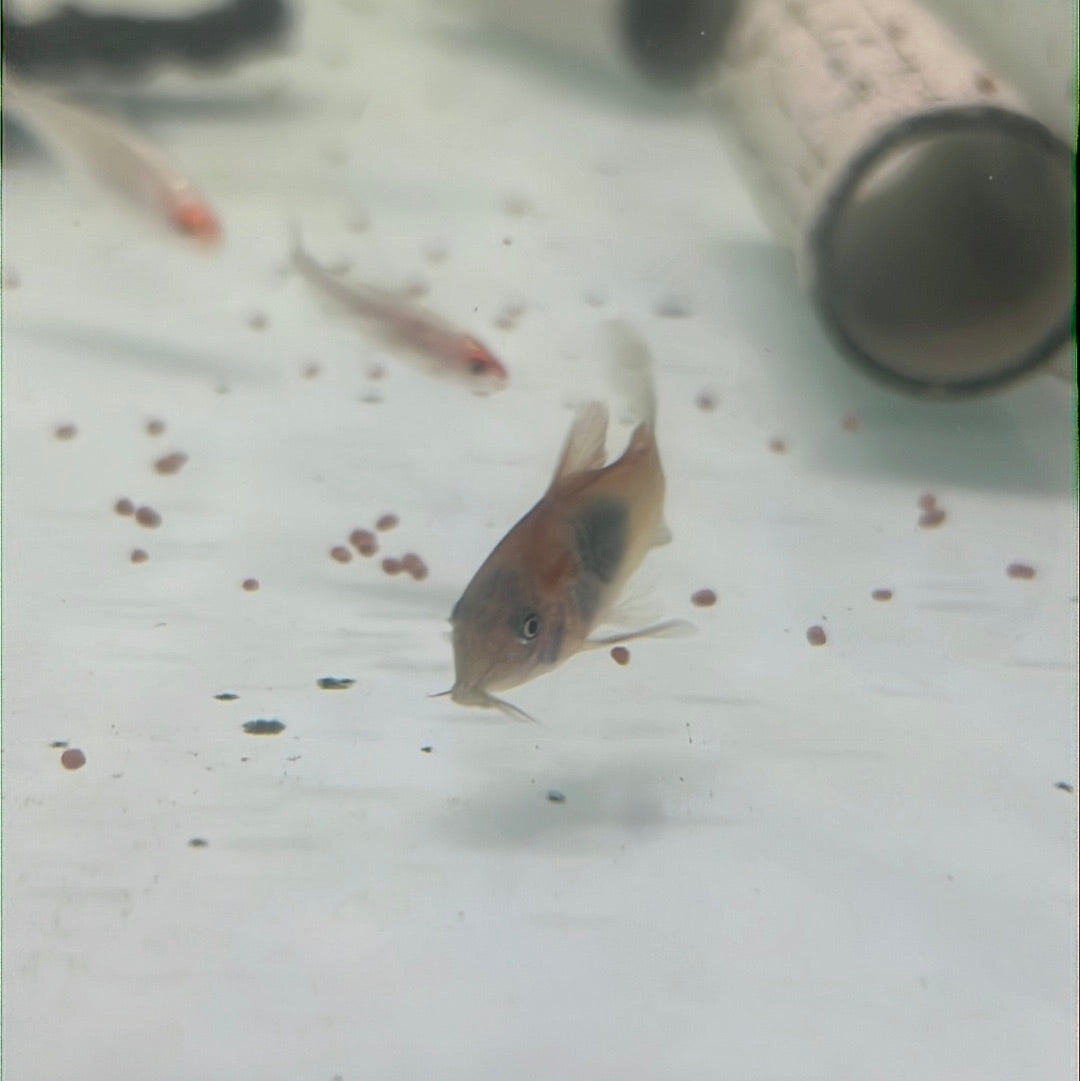 Venezuelan Orange Corydoras (Corydoras aeneus "Venezuela")