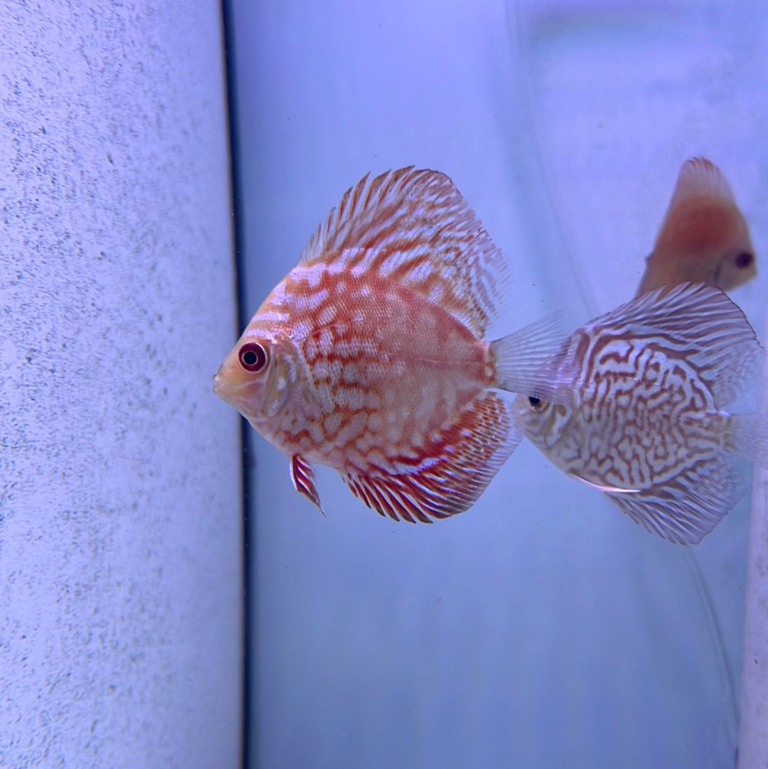 Red Dragon Discus (Symphysodon sp.)