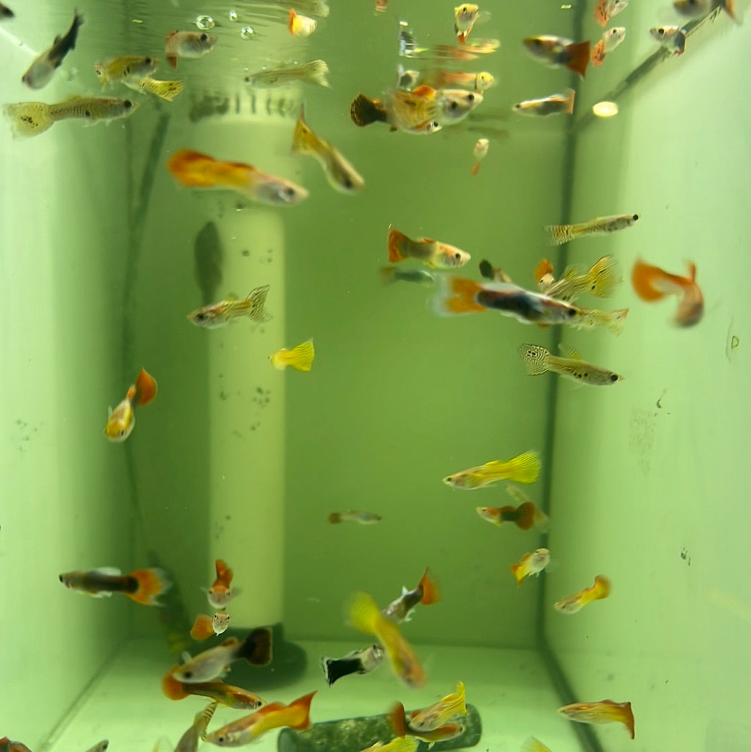 Assorted Guppies (Poecilia reticulata)