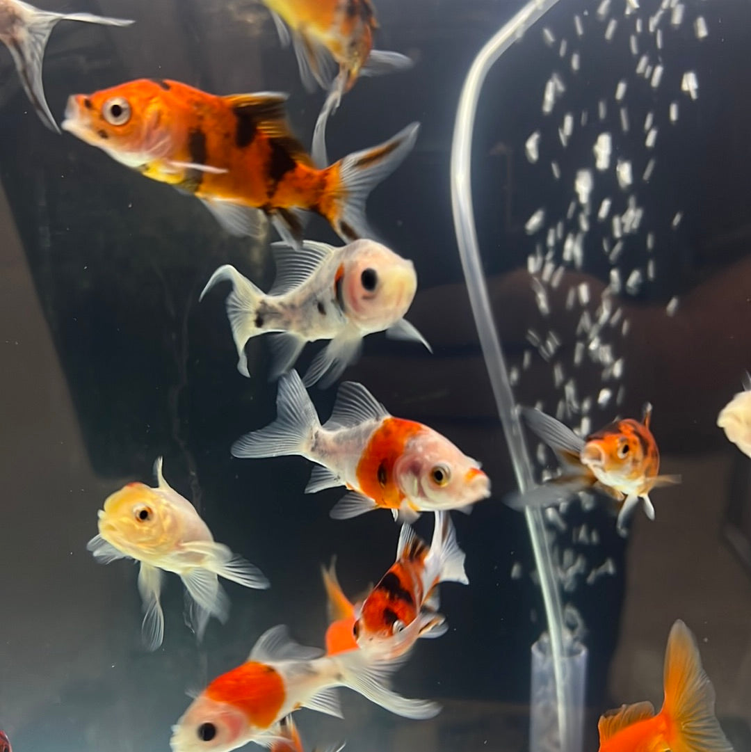 Shubunkin Goldfish (Carassius auratus)