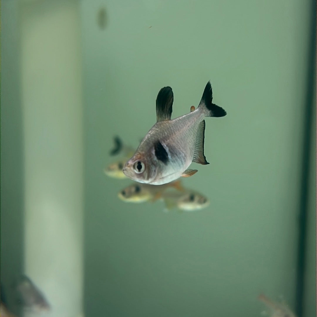 Black Phantom Tetra (Hyphessobrycon megalopterus)