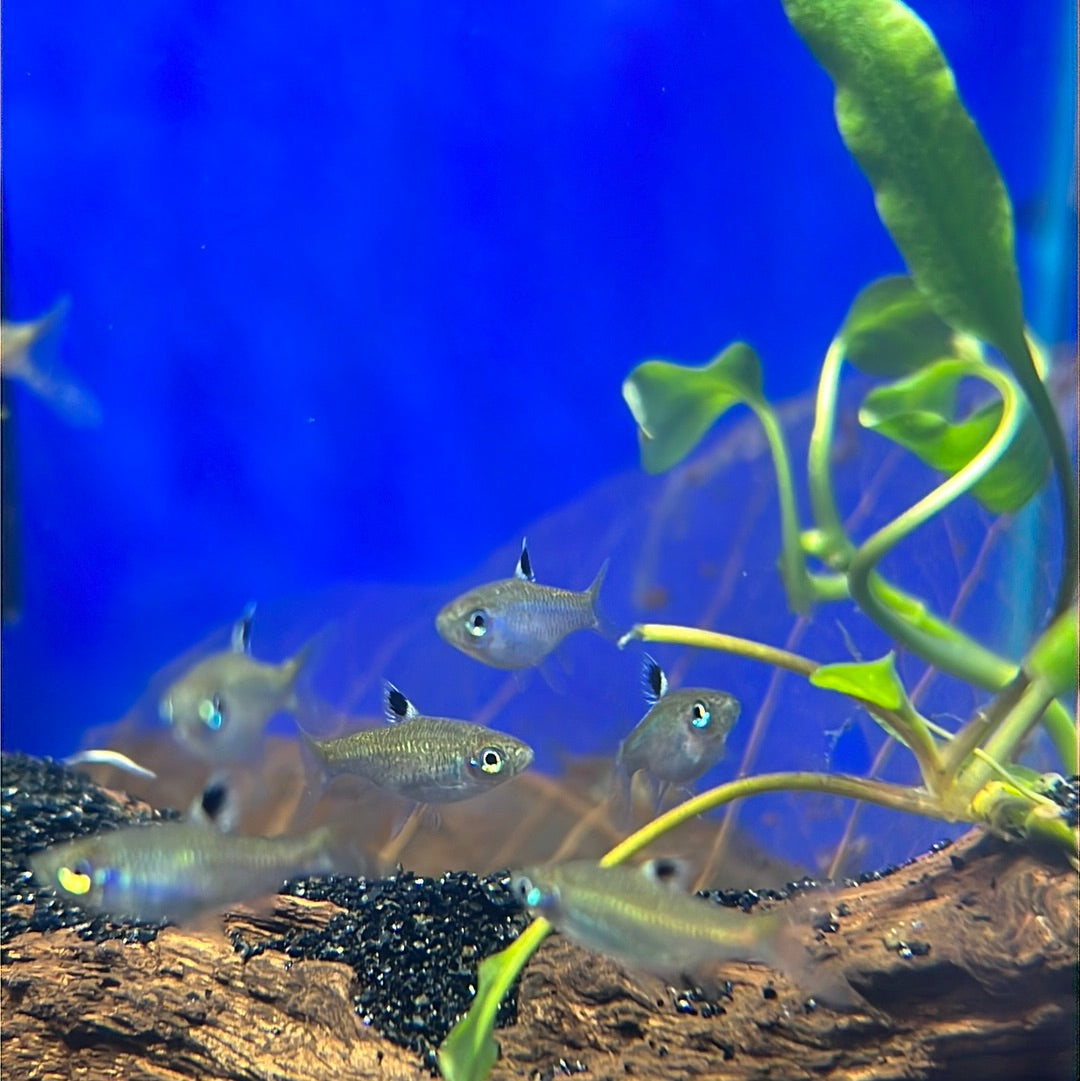 Emerald Eye Rasbora (Brevibora (Rasbora) dorsiocellata)