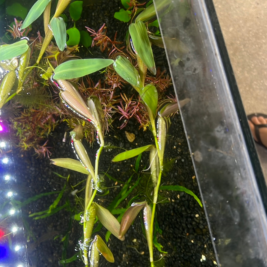 Hygroryza aristate TUB (Floating bamboo) P176