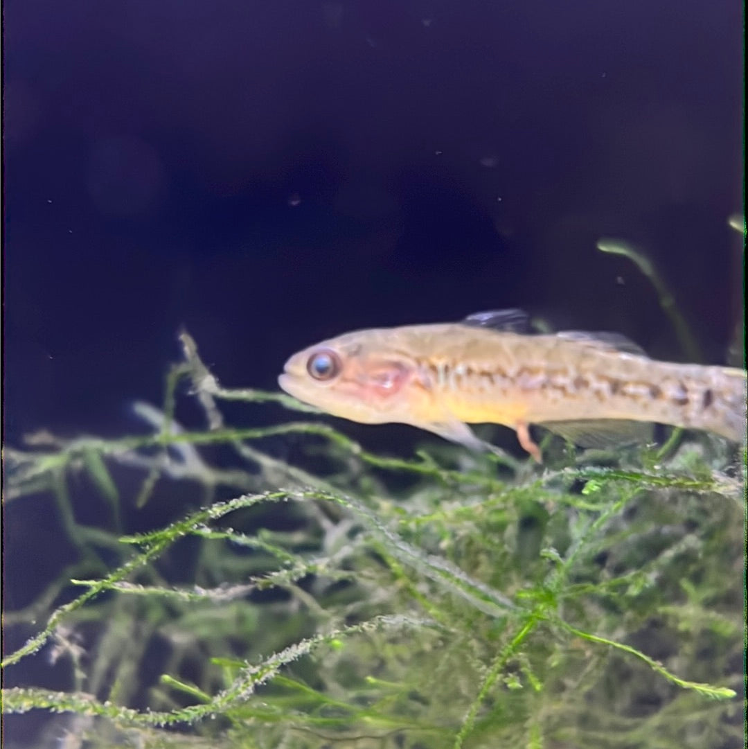Purple Spotted Gudgeon (Mogurnda mogurnda)