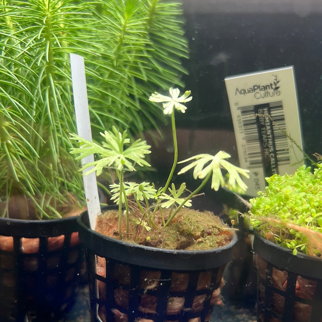 River buttercup (Ranunculus inundatus) p145