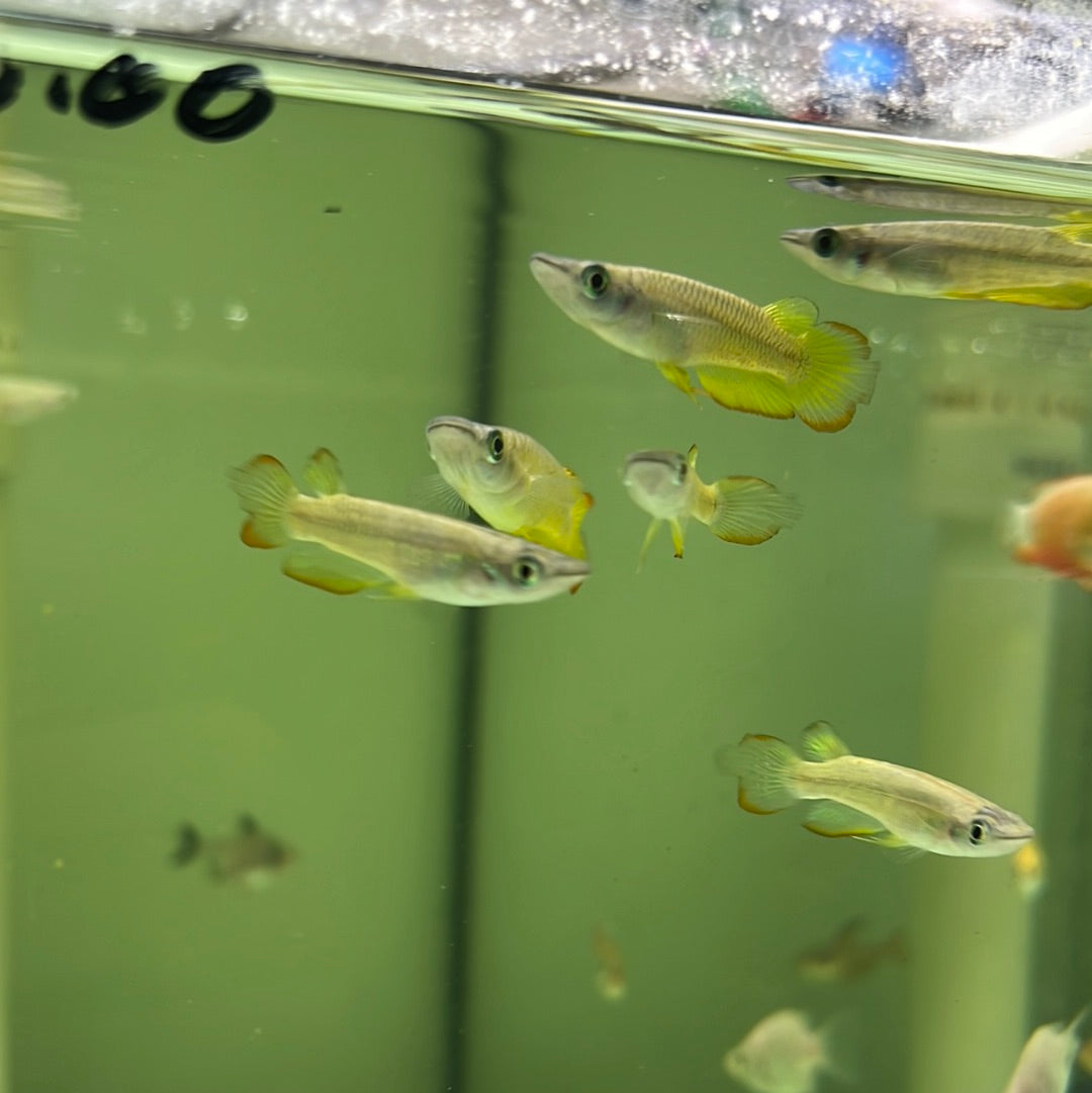 Giant Gold Panchax ( Aplocheilus lineatus Gold )
