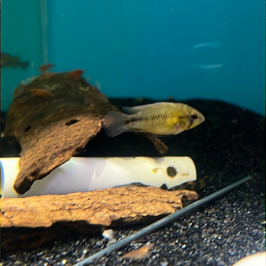 Apistogramma Borelli (Apistogramma borellii "yellow blue”)