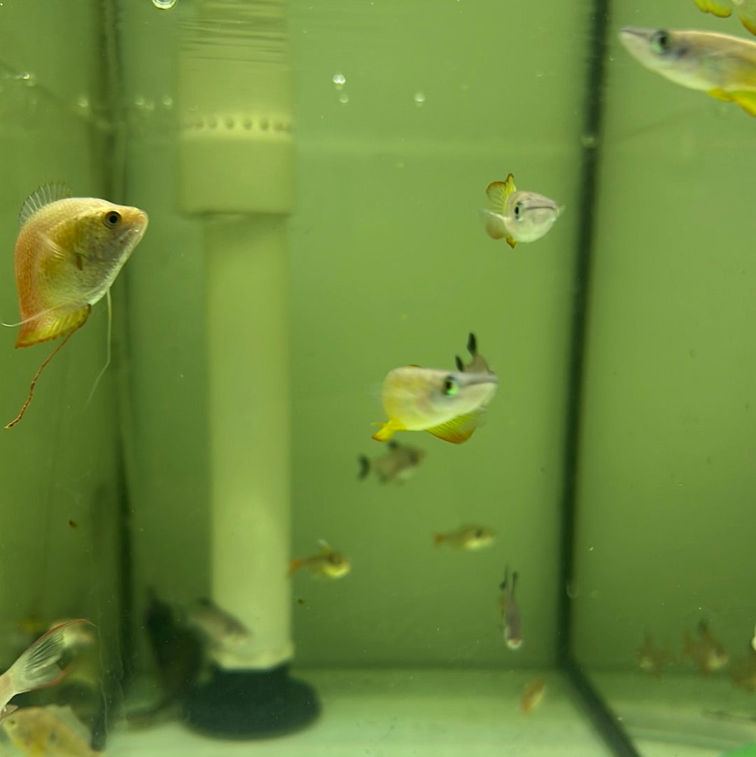 Giant Gold Panchax ( Aplocheilus lineatus Gold )