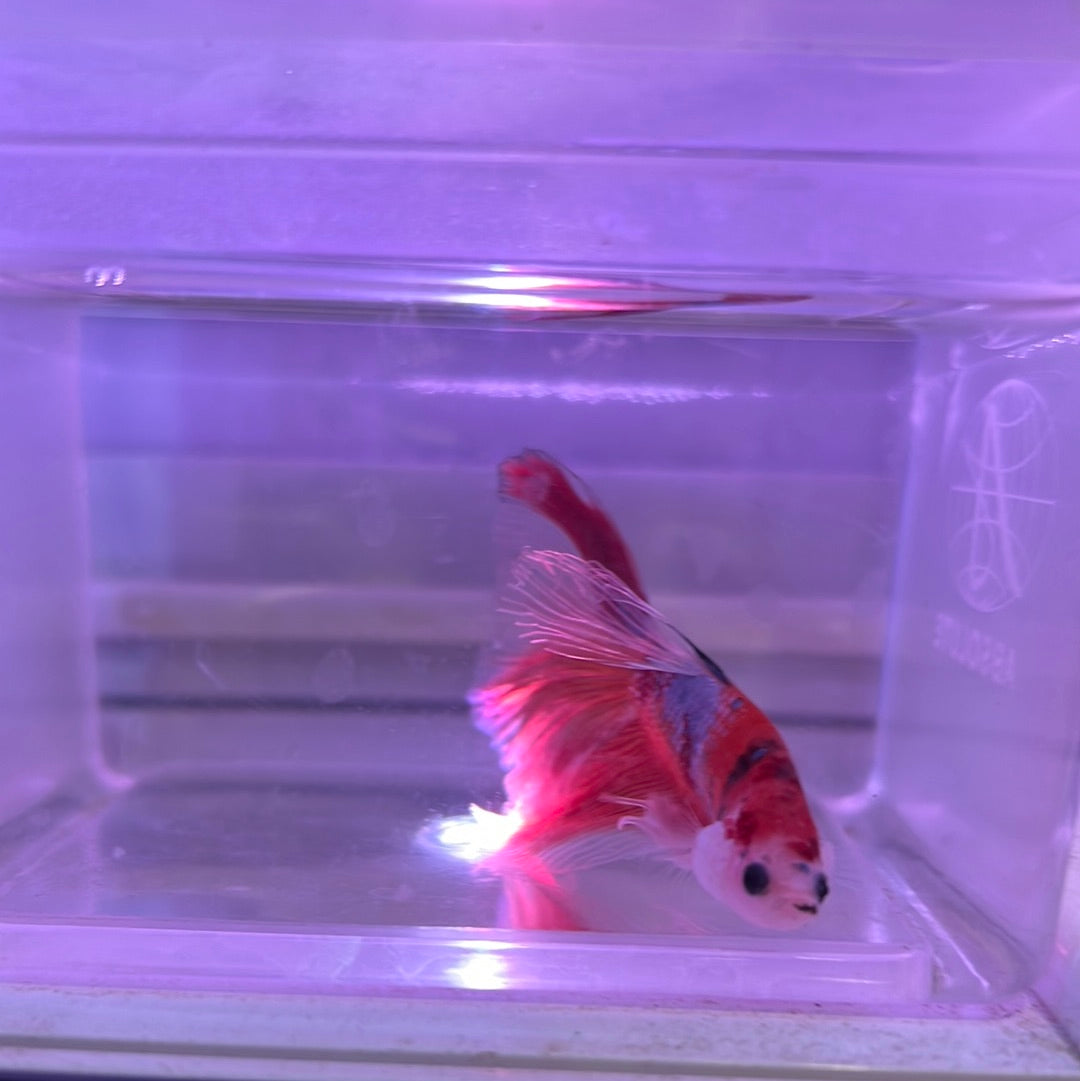 Candy Full Moon Betta (Betta splendens)