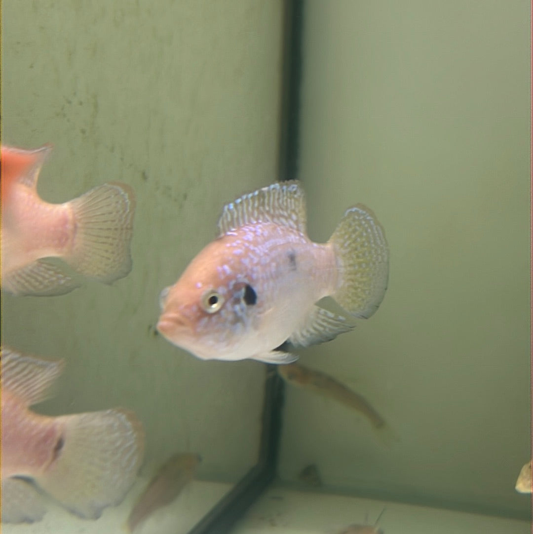 Neon Blue Jewel (Hemichromis .Sp)