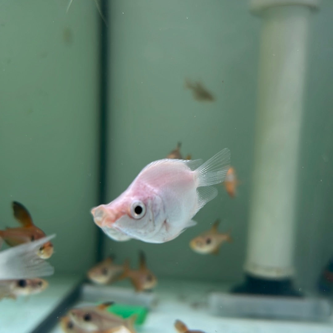 Balloon Pink Kissing Gourami (Helostoma temminkii)