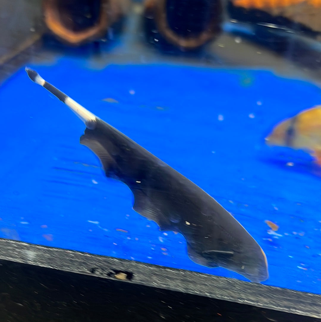 Black Ghost Knife (Apteronotus albifrons)(Meta River Wild)