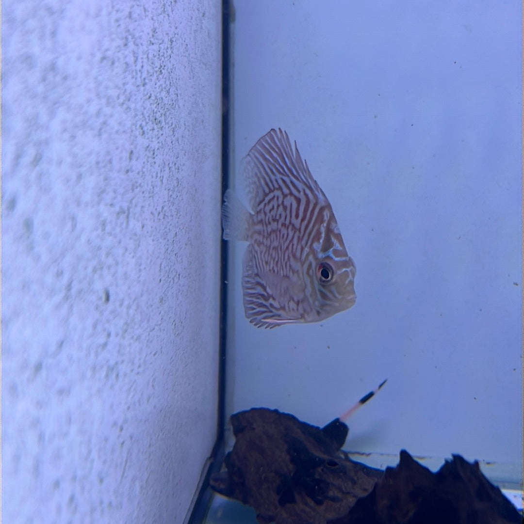 Rainbow Discus (Symphysodon sp.)